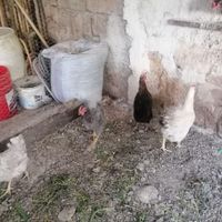 مرغ و خروس محلی گلین لری وکوهی|حیوانات مزرعه|نکا, |دیوار