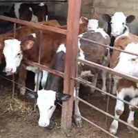 فروش گوساله های جنس|حیوانات مزرعه|گلستان, |دیوار