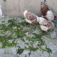 تخم‌ نطفه دار ویاندوت|حیوانات مزرعه|فرخ‌شهر, |دیوار