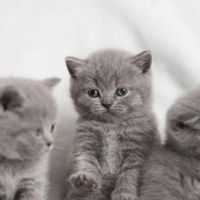 بچه گربه اسکاتیش/ بریتیش/ پرشین اورجینال|گربه|تهران, نارمک جنوبی|دیوار