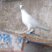 کبوتر سفید مهر|پرنده|کرمان, |دیوار