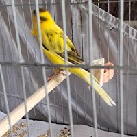 قناری ابلغ طلایی سوپری جوان قرص|پرنده|تهران, آذری|دیوار