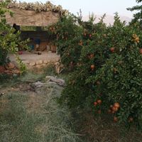 باغ ثمری معاوضه با فوتون دیزل|فروش زمین و کلنگی|شیراز, احمدآباد|دیوار