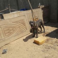 واگزاری یک جفت کن کورسو|سگ|نظرآباد, |دیوار