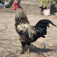 خروس اصیل|حیوانات مزرعه|لوندویل, |دیوار