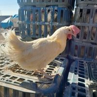 مرغ سفید تخمی زنده پر صاف چاق|حیوانات مزرعه|مشهد, آبکوه|دیوار