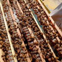 کندو زنبور عسل|حیوانات مزرعه|لواسان, |دیوار