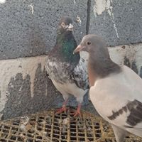فروش دو عدد کبوتر پاکستانی نر|پرنده|بوکان, |دیوار