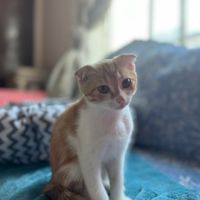 گربه اسکاتیش دبل فولد سه ماهه فروش|گربه|تهران, شهران جنوبی|دیوار