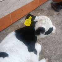 گاو ماده و گوساله هلشیان|حیوانات مزرعه|گرگان, |دیوار