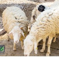 گوسفند زنده|حیوانات مزرعه|فردیس, |دیوار