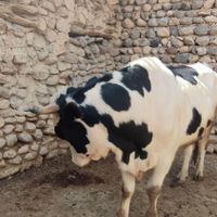 گاو نر|حیوانات مزرعه|سمیرم, |دیوار