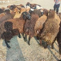 گوسفند زنده کردستانی افشاری مغانی جهت کشتارتهران|حیوانات مزرعه|تهران, دهکده المپیک|دیوار