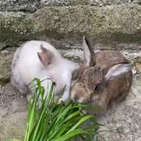 واگذاری ۲ تا خرگوش ماده|موش و خرگوش|خوش‌رودپی, |دیوار