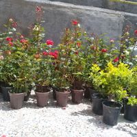 فروش انواع گل|گل و گیاه طبیعی|کوهدشت, |دیوار