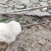 خروس ابریشمی معاوضه با مرغ ابریشمی بالغ|حیوانات مزرعه|تهران, سوهانک|دیوار