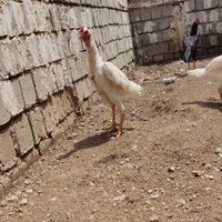 مرغ و خروس لای|حیوانات مزرعه|بوکان, |دیوار