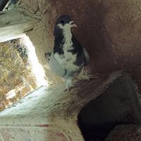 کبوتر نر خرقه دمگیر روزگاری|پرنده|اصفهان, آزادان|دیوار