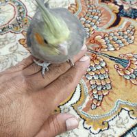 عروس هلندی|پرنده|مشهد, موسوی قوچانی|دیوار