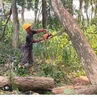 بریدن انواع درخت و درختان مزاحم وهرس انواع درخت|خدمات باغبانی و درختکاری|اهواز, کوت عبدالله|دیوار