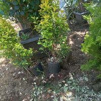 شمشاد سبز و طلایی سطل ۴|خدمات باغبانی و درختکاری|چابکسر, |دیوار