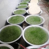 سمنو درجه یک ارگانیک|خوردنی و آشامیدنی|نیشابور, |دیوار