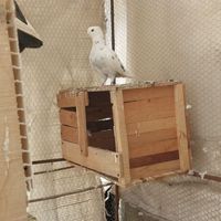 کبوتر نر وماده،سالم و|پرنده|نکا, |دیوار