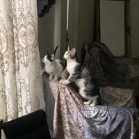 واگذاری دو بچه گربه نر و ماده|گربه|تهران, هروی|دیوار