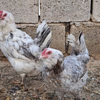 تخم نطفه دار گلین|حیوانات مزرعه|اصفهان, تیران|دیوار