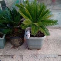 خدمات باغبانی درختکاری خاک گلدان باغچه کاری|خدمات باغبانی و درختکاری|تهران, سهروردی|دیوار