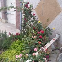 باغچه ۲۰۰ متری وزیبا|فروش زمین و کلنگی|تهران, خلیج فارس|دیوار