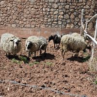 گوسفند رومانف|حیوانات مزرعه|تهران, دبستان|دیوار