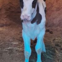 گاوی شیری یه ماهه زایمان کرده|حیوانات مزرعه|سبزوار, |دیوار