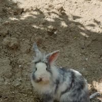 خرگوش لوپ خاکستری|موش و خرگوش|صفادشت, |دیوار