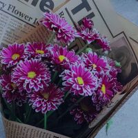 فروش دسته گل داوودی|گل و گیاه طبیعی|علی‌آباد کتول, |دیوار