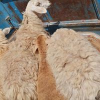 فروش گوسفند زنده|حیوانات مزرعه|اسفراین, |دیوار