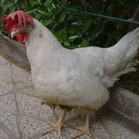 مرغ و خروس سیاه بدون پر رنگی سفید برا کشتن چشم زخم|حیوانات مزرعه|مشهد, صیاد شیرازی|دیوار