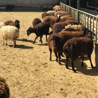 مستقیم از دامداری خرید کنید گوسفند زنده بره نر|حیوانات مزرعه|تهران, سرو آزاد|دیوار