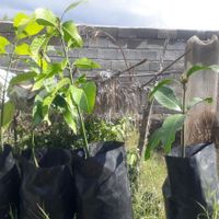 نهال انبه آماده پیوندونهال لیموترش محلی|خدمات باغبانی و درختکاری|بندرعباس, |دیوار