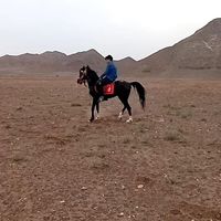 اسب نریون|اسب و تجهیزات اسب سواری|تهران, آرژانتین|دیوار
