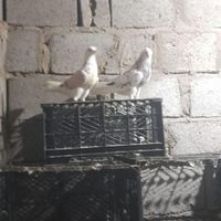 کبوتر|پرنده|قشم, |دیوار