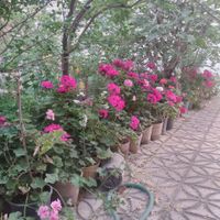 ویلائی، دو خواب حیاط زیبا|اجارهٔ خانه و ویلا|اصفهان, کشاورزی|دیوار