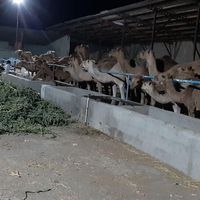 محصول شیر شتر و دوغ شتر. از دامداری|خدمات پذیرایی/مراسم|مشهد, مهدی آباد|دیوار