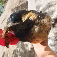 مرغ و خروس جوان مینیاتوری پا پر ریش دار|حیوانات مزرعه|رودسر, |دیوار