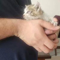 واگذاری گربه دی اچ اس غذاخور|گربه|تهران, جنت‌آباد جنوبی|دیوار