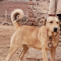 سگ سگ سگ|سگ|تبریز, |دیوار