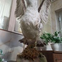 پرنده زینتی  طبیعی|مجسمه، تندیس و ماکت|تهران, حمزه‌آباد|دیوار