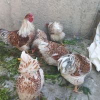 تخم‌ نطفه دار ویاندوت|حیوانات مزرعه|فرخ‌شهر, |دیوار