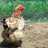 تخم نطفه دار مرغ گلین|حیوانات مزرعه|عباس‌آباد, |دیوار