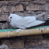 کبوتر موشی|پرنده|اهواز, کوی رمضان|دیوار